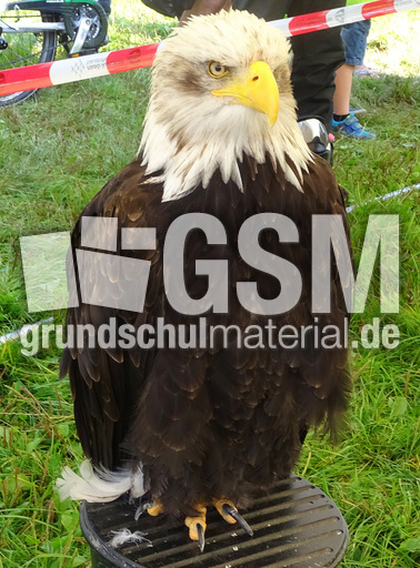 Weißkopf-Seeadler (02).jpg